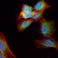 3 - Recombinant Anti-GAPDH Rabbit mAb AP94861