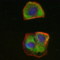 3 - Recombinant Anti-beta-Tubulin Rabbit mAb AP94862