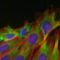 3 - Recombinant Anti-alpha-Tubulin Rabbit mAb AP94863