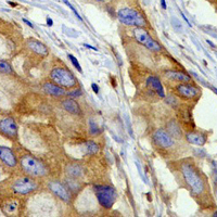 19 - Recombinant Anti-alpha-Tubulin Rabbit mAb AP94863
