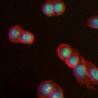 3 - Recombinant Anti-PCNA Rabbit mAb AP94864