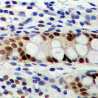 19 - Recombinant Anti-PCNA Rabbit mAb AP94864