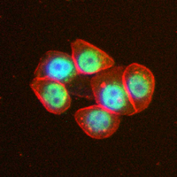 3 - Recombinant Anti-PRC1 Rabbit mAb AP94865
