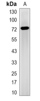 1 - Recombinant Anti-PRC1 Rabbit mAb AP94865
