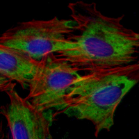 3 - Recombinant Anti-AIFM1 Rabbit mAb AP94866