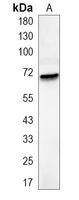 1 - Recombinant Anti-AIFM1 Rabbit mAb AP94866