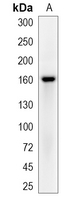 1 - Recombinant Anti-HER4 Rabbit mAb AP94867