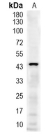 1 - Recombinant Anti-MEK1 Rabbit mAb AP94868