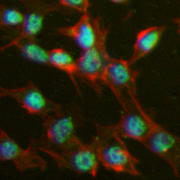 3 - Recombinant Anti-CREB (Phospho-S133) Rabbit mAb AP94869