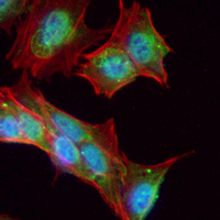 3 - Recombinant Anti-STAT5A Rabbit mAb AP94872