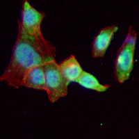 3 - Recombinant Anti-HDAC2 Rabbit mAb AP94873