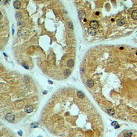 19 - Recombinant Anti-ID1 Rabbit mAb AP94874