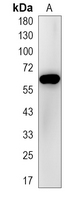 1 - Recombinant Anti-NF-kappaB p65 (Phospho-S529) Rabbit mAb AP94875