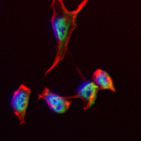 3 - Recombinant Anti-EPAS1 Rabbit mAb AP94876