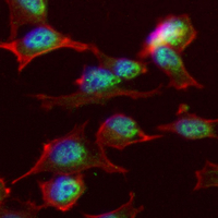 3 - Recombinant Anti-MLH1 Rabbit mAb AP94877