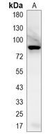 1 - Recombinant Anti-MLH1 Rabbit mAb AP94877