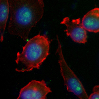 3 - Recombinant Anti-CDX2 Rabbit mAb AP94878