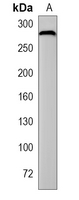 1 - Recombinant Anti-Filamin A Rabbit mAb AP94880