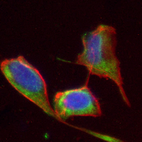 3 - Recombinant Anti-COX4-1 Rabbit mAb AP94881