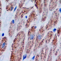 19 - Recombinant Anti-COX4-1 Rabbit mAb AP94881