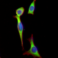 3 - Recombinant Anti-ATP1A1 Rabbit mAb AP94882