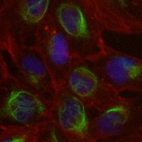3 - Recombinant Anti-HSP90 beta Rabbit mAb AP94884
