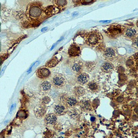 19 - Recombinant Anti-HSP90 beta Rabbit mAb AP94884