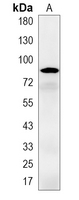 1 - Recombinant Anti-HSP90 beta Rabbit mAb AP94884