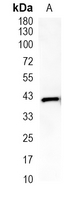 1 - Recombinant Anti-HLA-A Rabbit mAb AP94887