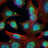 3 - Recombinant Anti-CD91 Rabbit mAb AP94888