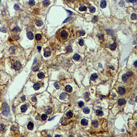 19 - Recombinant Anti-CD91 Rabbit mAb AP94888