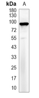 1 - Recombinant Anti-CD91 Rabbit mAb AP94888