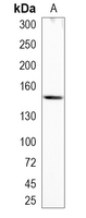 1 - Recombinant Anti-c-Met Rabbit mAb AP94889
