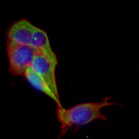 3 - Recombinant Anti-Neuropilin 1 Rabbit mAb AP94890