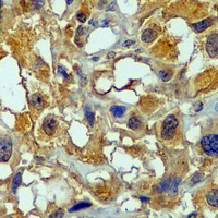 19 - Recombinant Anti-Neuropilin 1 Rabbit mAb AP94890