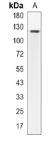 1 - Recombinant Anti-Neuropilin 1 Rabbit mAb AP94890