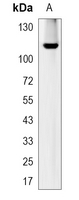 1 - Recombinant Anti-Beta Amyloid Rabbit mAb AP94891