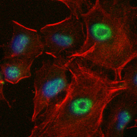 3 - Recombinant Anti-Histone H4 (Acetyl-K16) Rabbit mAb AP94892