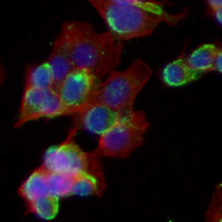 3 - Recombinant Anti-Actin-pan Rabbit mAb AP94893