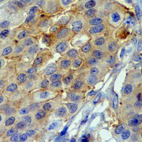 19 - Recombinant Anti-Actin-pan Rabbit mAb AP94893