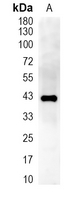 1 - Recombinant Anti-Actin-pan Rabbit mAb AP94893