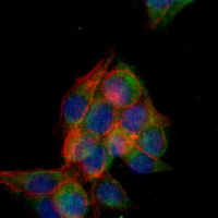 3 - Recombinant Anti-BIM Rabbit mAb AP94895