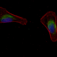 3 - Recombinant Anti-Beta-arrestin-1 Rabbit mAb AP94896