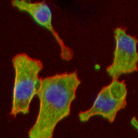 3 - Recombinant Anti-ROCK1 Rabbit mAb AP94897