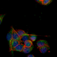 3 - Recombinant Anti-TRK A Rabbit mAb AP94898