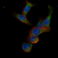 3 - Recombinant Anti-Cytokeratin 20 Rabbit mAb AP94899