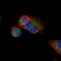 3 - Recombinant Anti-CD9 Rabbit mAb AP94900