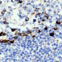 19 - Recombinant Anti-CD9 Rabbit mAb AP94900