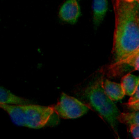 3 - Recombinant Anti-Cathepsin D Rabbit mAb AP94901