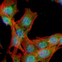 3 - Recombinant Anti-nNOS Rabbit mAb AP94902